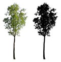 High small Green leaf tree isolated on white background with black alpha mask Royalty Free Stock Photo