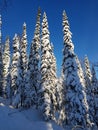 High snow firs in Siberia are very beautiful