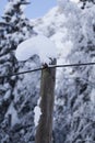 High snow sagged, curved on wooden pole