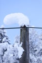 High snow sagged, curved on wooden pole