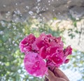 High speed freeze frame of flower and water drops