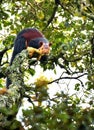 High speed traveller in forest Royalty Free Stock Photo