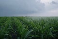 high-speed wind and hail storm rushes through field of crops