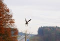 High speed wind turbines and birds