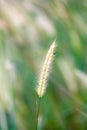 High spring grass in summer on the field Royalty Free Stock Photo