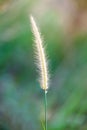 High spring grass in summer on the field Royalty Free Stock Photo