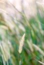High spring grass in summer on the field Royalty Free Stock Photo