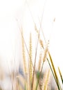 High spring grass in summer on the field Royalty Free Stock Photo