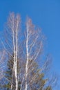 High spring white birch trees with swollen buds against blue sky.