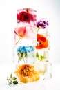 high stack of different ice cubes with flowers inside on a white background Royalty Free Stock Photo