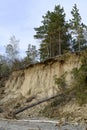 A high steep slope with a forest of pines and birches washed away by the river and fallen trees in spring in Siberia Royalty Free Stock Photo