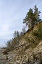 A high steep slope with a forest of pines and birches washed away by the river and fallen trees in spring in Siberia Royalty Free Stock Photo