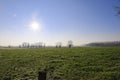 high sun over the flemish meadows Royalty Free Stock Photo