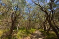 High tall coastal Peppermint tree along path leading to Two Peoples Bay in Albany, Australia. . Royalty Free Stock Photo