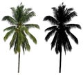 A high and tall coconut palm tree with black alpha mask isolated on white background