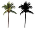 A high and tall coconut palm tree with black alpha mask isolated on white background.