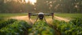 High-Tech Agriculture: Drone Fertilizes Soybeans at Dawn. Concept Agriculture, Technology, Drones,