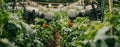 High-tech robotic farmers, utilizing advanced automation systems, are transforming agriculture in a lush landscape with