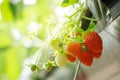 High Technology Farming in Close System with Organic hydroponic Strawberry