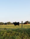 High tensile fence and beef cows