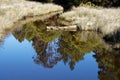 High tide at Milnthorpe park in Golden Bay region, New Zealand