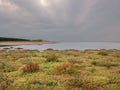 Marsh Flowers on Holkham Beach Royalty Free Stock Photo