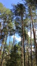 High tops of pine trees against blue sky and white clouds background. Russia, Ural. Ship pines Royalty Free Stock Photo