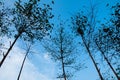 High tree on blue sky and excite cloud bakground.