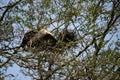 Great Blue Heron building her nest high in a tree Royalty Free Stock Photo