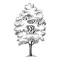 High tree icon, hand drawn and outline style