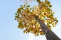 A high tree with leaf in autumn Royalty Free Stock Photo