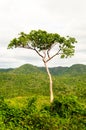 High tree in tropical jungle