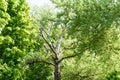 High tree with white bark aspen or poplar Royalty Free Stock Photo