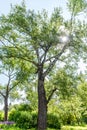 High tree with white bark aspen or poplar