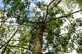 High tree with white bark aspen, poplar, birch. bottom view. Royalty Free Stock Photo