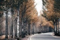 High trees on both sides of the road in a mountainous village