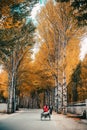 High trees on both sides of the road in a mountainous village