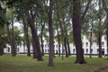 High trees in courtyard of beguinage in flemish city bruges in b Royalty Free Stock Photo