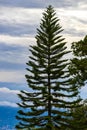 High trees firs nature plants mountains and forests Costa Rica