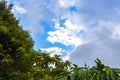 High trees firs nature plants mountains and forests Costa Rica