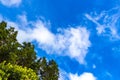 High trees firs nature plants mountains and forests Costa Rica