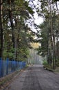 High trees forest green in the park blue fence and road path