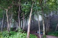 High trees forest green in the park people walking in fog