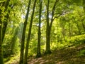 High trees in the forest in pagoeta