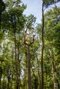 High Trees in Forest reaching Sky Royalty Free Stock Photo