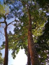 High trees in the forest Royalty Free Stock Photo