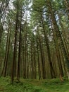 high trees in the forest wood