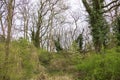 Trees with lianas in the forest near Iffezheim