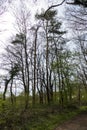 Trees with lianas in the forest near Iffezheim