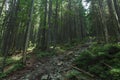 High trees pine forest mountain landscape rocky passage scenic nature environment summer morning time Royalty Free Stock Photo